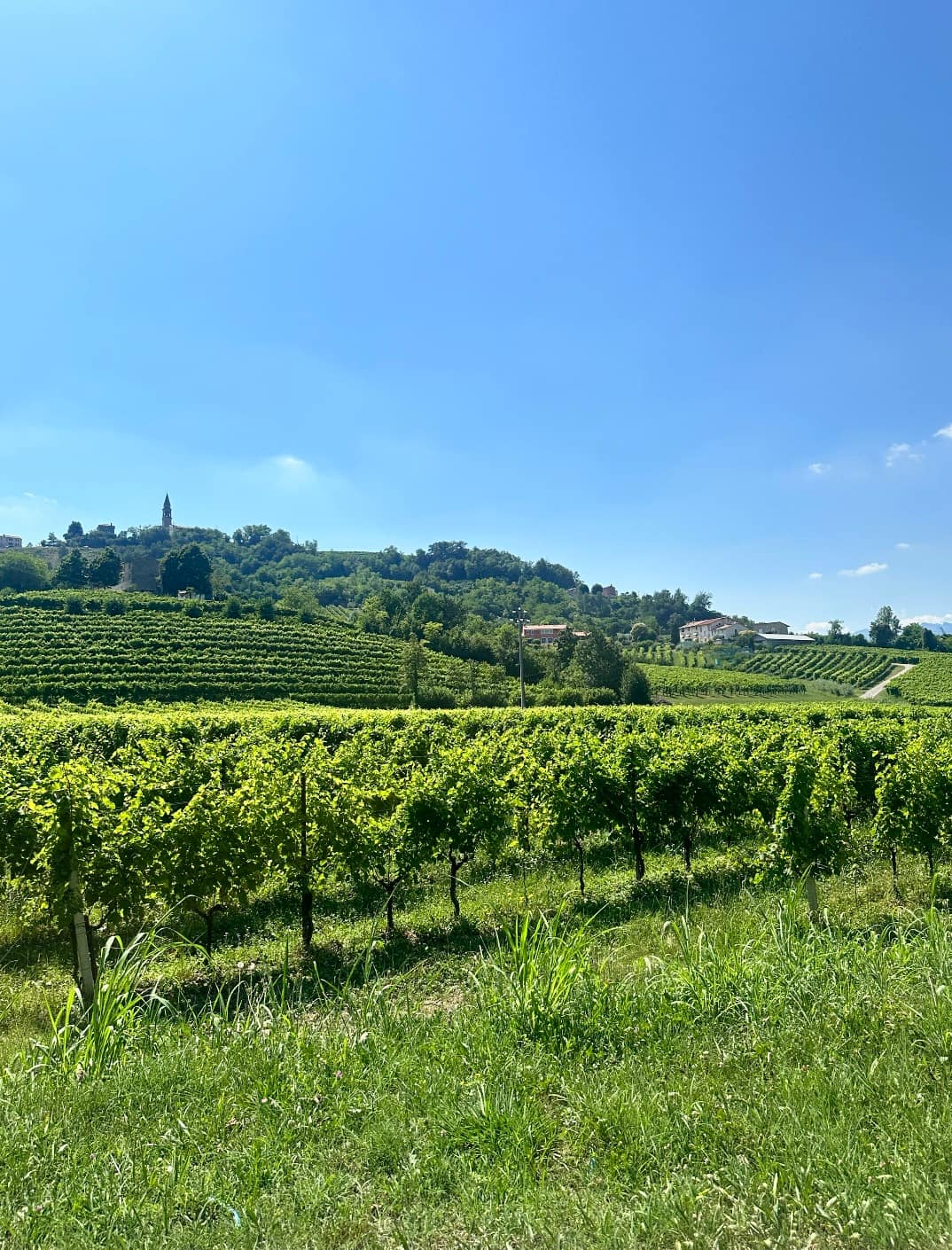 Vigneti patrimonio UNESCO sulle Colline del Prosecco fra Conegliano e Valdobbiadene