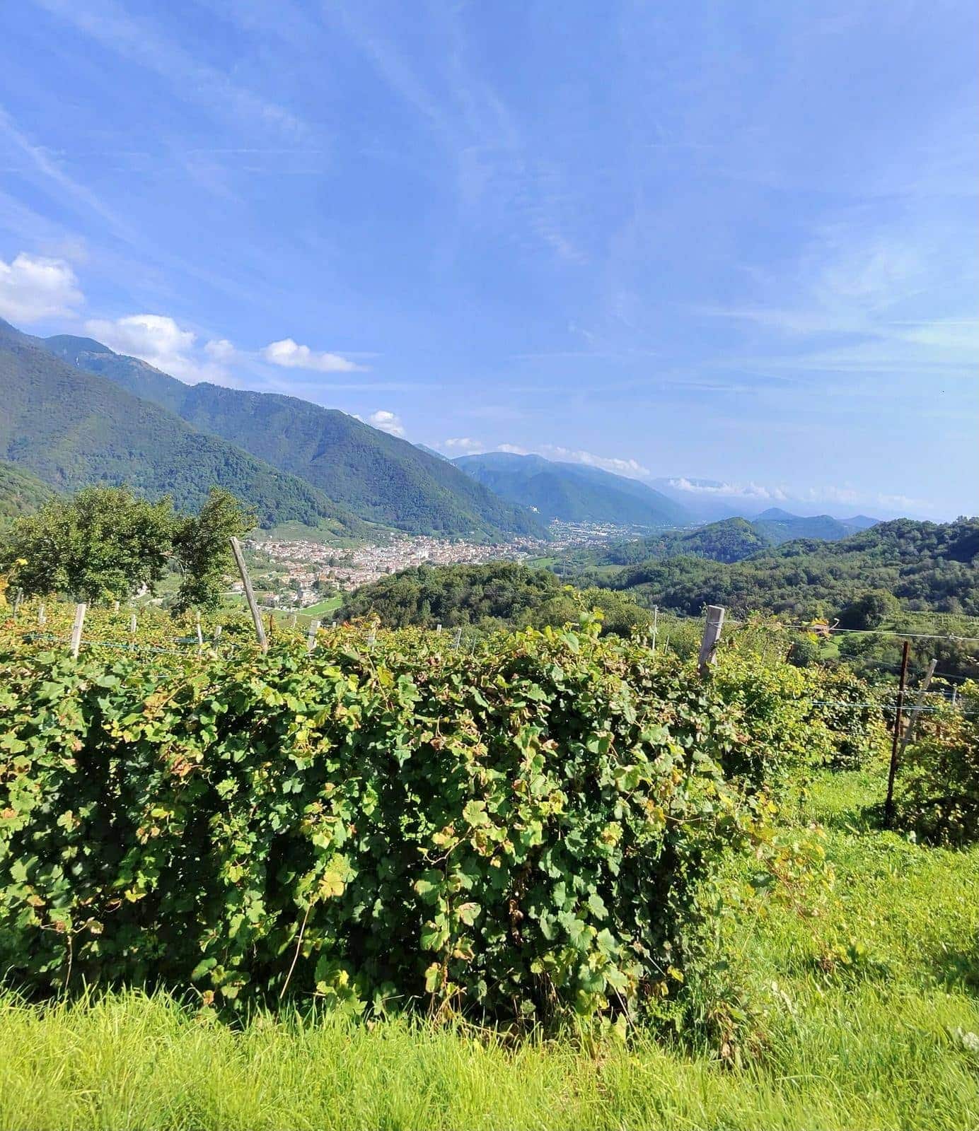Colline del Prosecco